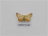 藏品(尺蛾290)的圖片